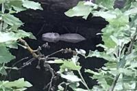 Myocastor coypus