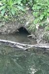Myocastor coypus