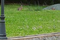Lepus europaeus
