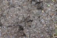 Arvicola sapidus