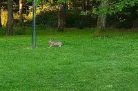Lepus europaeus