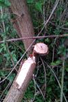 Castor fiber