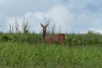 Capreolus capreolus