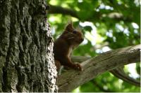 Sciurus vulgaris
