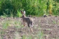 Lepus europaeus