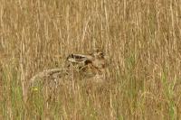 Lepus europaeus