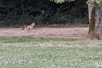Vulpes vulpes