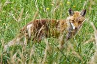 Vulpes vulpes