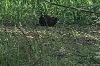 Myocastor coypus