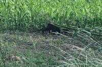 Myocastor coypus