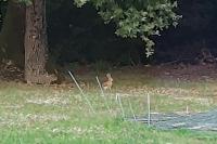 Lepus europaeus