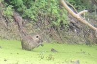 Myocastor coypus