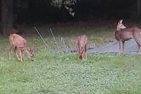 Capreolus capreolus