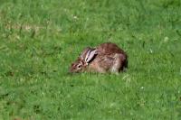 Oryctolagus cuniculus