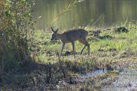 Capreolus capreolus