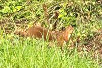 Sciurus vulgaris
