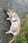 Rattus norvegicus