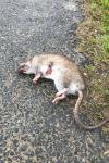 Rattus norvegicus