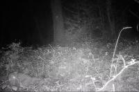 Felis silvestris