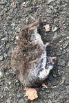 Crocidura russula