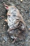 Crocidura russula