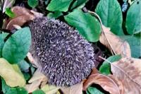 Erinaceus europaeus