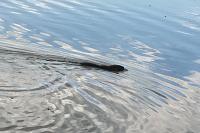 Myocastor coypus