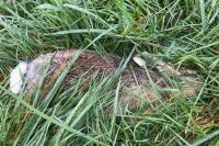 Lepus europaeus