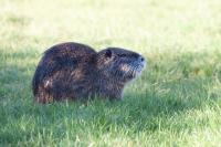 Myocastor coypus