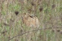 Lepus europaeus