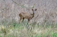 Capreolus capreolus