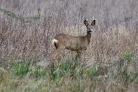 Capreolus capreolus