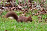 Sciurus vulgaris