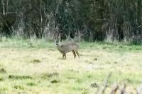 Capreolus capreolus