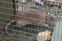Rattus norvegicus