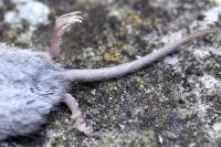 Crocidura leucodon