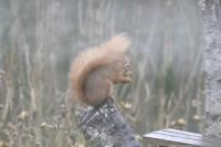 Sciurus vulgaris