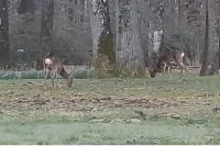 Capreolus capreolus