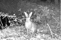 Lepus europaeus