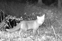 Vulpes vulpes
