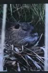 Myocastor coypus