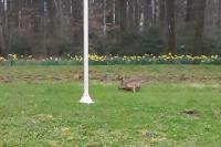 Lepus europaeus