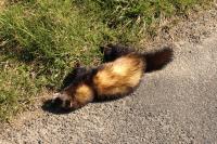 Mustela putorius