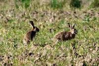 Lepus europaeus