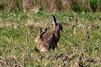 Lepus europaeus