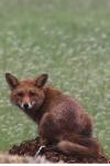 Vulpes vulpes
