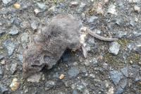 Crocidura