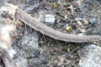 Crocidura