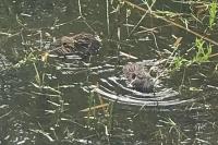 Myocastor coypus