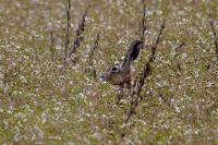 Lepus europaeus